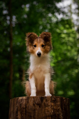 Adorable puppy of shetland sheepdog standing on a stump of tree on a peack. Breed also known as sheltie. 