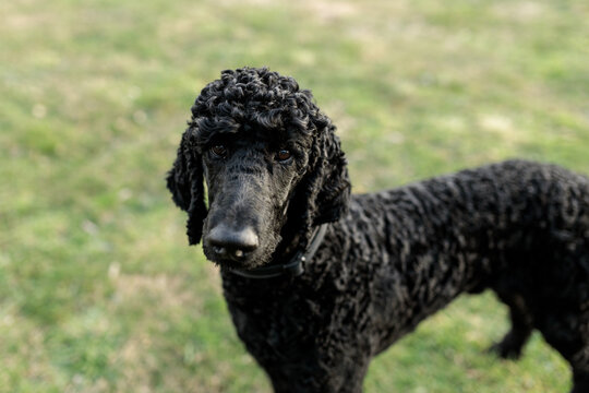 A one year old solid black standard poodle standing on grass