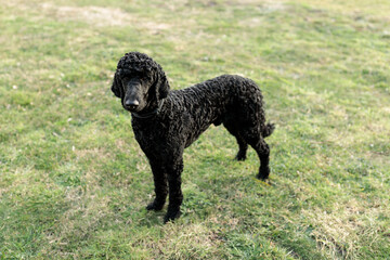 A one year old solid black standard poodle standing on grass