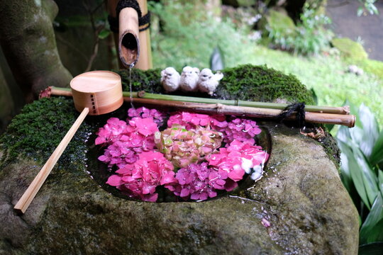 紫陽花　花手水　hydrangea