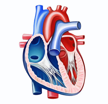 structure of the heart