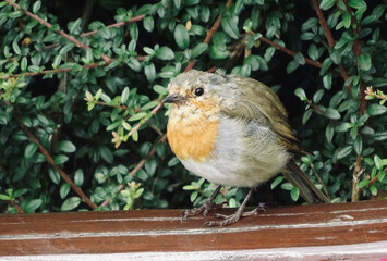 robin on a fence