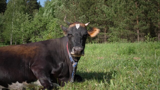a black cow grazes