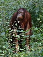 草むらから出てきたオランウータンのメス