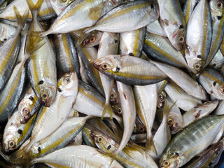 Fish on a market. Fish market near Chennai, Tamil Nadu, India  