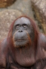 見上げるメスのオランウータン