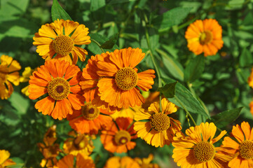 Bright yellow orange flowers of Helenium close-up against the background of green leaves on a sunny day