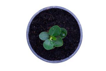 Top view of seedlings Ficus microcarpa growing in black plastic pot isolated on white background included clipping path.