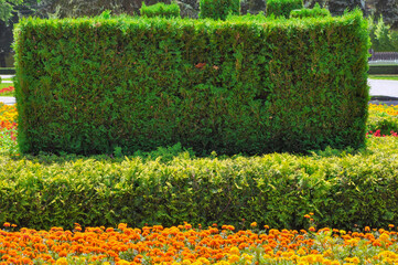 Decorative green boxwood hedge and bright Tagetes in the city garden