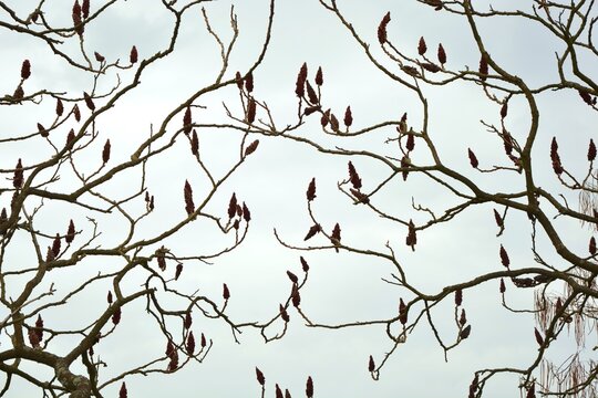 Rhus typhina - background of tree branches  with red fluffy buds against the background of the cloudy sky
