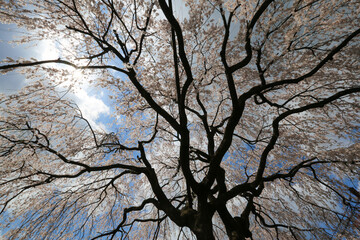 本満寺の枝垂れ桜