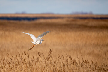 Auffliegender Silberreiher über Schilf bei Zingst an der Ostsee.