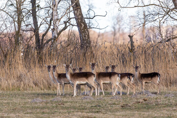 Damwild auf einer Wiese bei Zingst an der Ostsee.