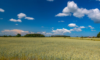 Fototapeta premium Agricultural landscape with ripening wheat field and beautiful cumulus clouds 