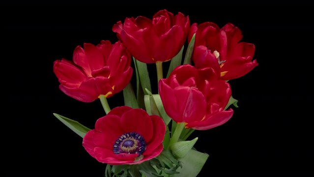 Beautiful bouquet of red tulips on black background, close-up. Holiday bouquet. Wedding backdrop, Valentines Day concept