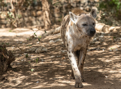 
Hiena manchada en el Parque Nacional Bandia de Senegal
La hiena manchada o hiena moteada (Crocuta crocuta) es una especie de mam&iacute;fero carn&iacute;voro de la familia Hyaenidae..Senegal, &Aacute;frica 