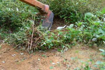 mow grass by hoe in the garden