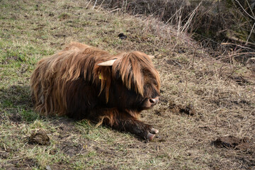 A young, hairy, brown bull is lying on the grass in the pasture.
