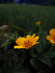 yellow flower on a green background