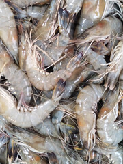 Prawn fish on a market. Fish market near Chennai, Tamil Nadu, India  