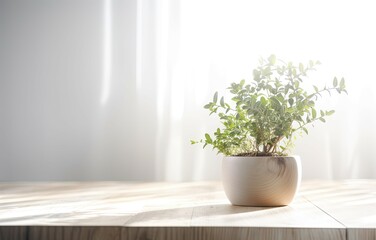 Modern Interior Design Concept with White Wall Background. Tabletop for your product with Tree Pot and Beautiful Plants as Decoration in Room