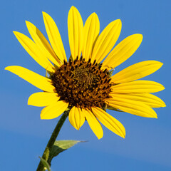 Girasol amarillo