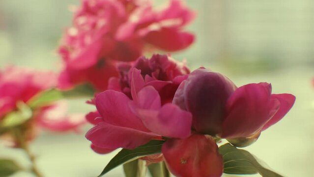 Flower garden purple peon flowers	