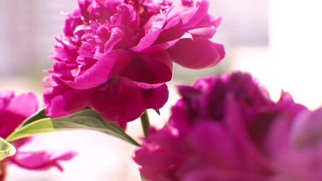 Flower garden purple peon flowers