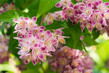 Blüten der Deutzie (Deutzia)