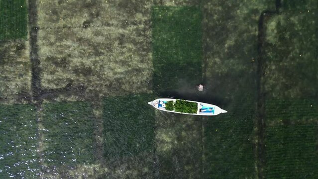 Farmer collecting red algae plantation in sea