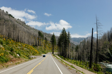 Beautiful road in the mountains among trees and flowers. Beautiful summer landscape with an asphalt highway, mountains, trees. Nature in Oregon in spring.