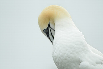 Northern Gannet
