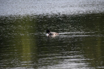 Loon in the lake