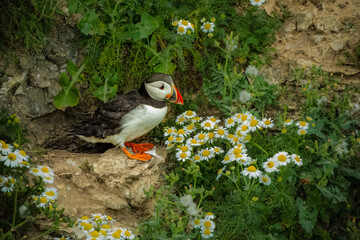 Atlantic Puffin