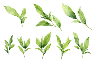 Watercolor Matcha Green tea elements leaves objects isolated on clear png background, various Japan matcha leaf plant, morning drinks, delicious beverages clipart set, with Generative Ai. - obrazy, fototapety, plakaty