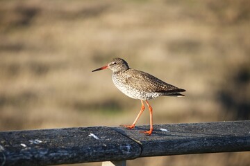 Eine Uferschnepfe an der Nordsee