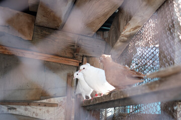 white pigeon in bird cage through grille 