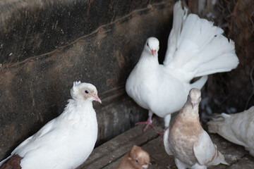 white pigeon in bird cage through grille 