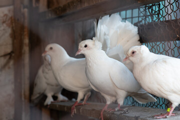 white pigeon in bird cage through grille  - 617817327