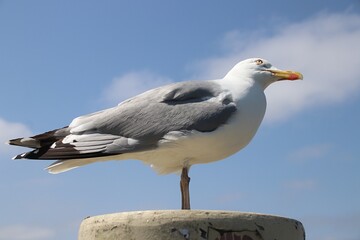 Eine Möve an der Nordsee
