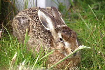Ein Hase duckt sich im Gras