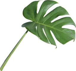 monstera leaf cut out on transparent background. © tanarch