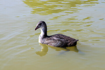 Young black swan swimming in the lake