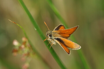 A stunning Small Skipper Butterfly, Thymelicus sylvestris, resting on grass stem in a meadow.