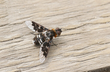 A Mottled Bee Fly, Thyridanthrax fenestratus, resting on a wooden boardwalk in heathland.