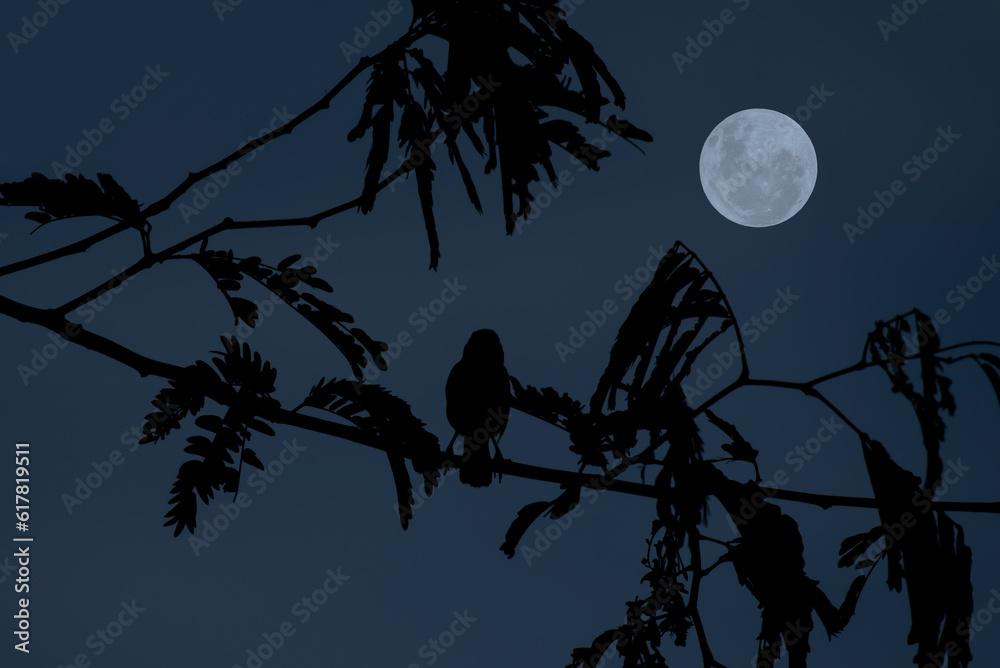 Wall mural full moon with bird silhouette on tree branch at night.