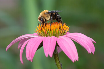 An insect looking for nectar on a pink flower in the daisy family.