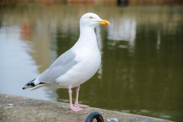 Obraz premium seagull on the water