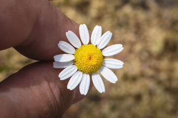 A small daisy in the fingers. Hold a beautiful flower. A flower in the fingers