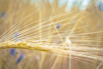 Growth of wheat in the field. A spike in a wheat field. Yellow ripe ear of wheat